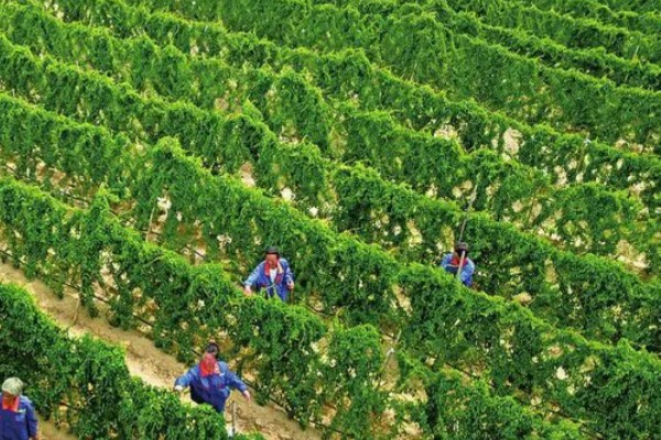 山药后期怎么管理，茎叶爬满时亩施尿素15-20公斤