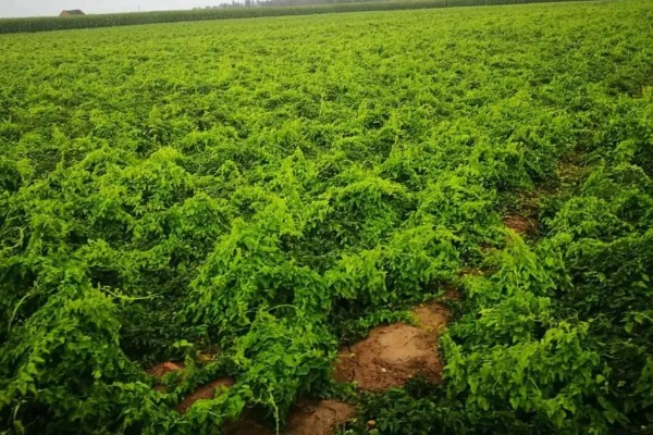 山药后期怎么管理，茎叶爬满时亩施尿素15-20公斤