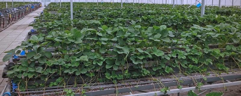 草莓苗可以晒太阳吗，是需要晒太阳的