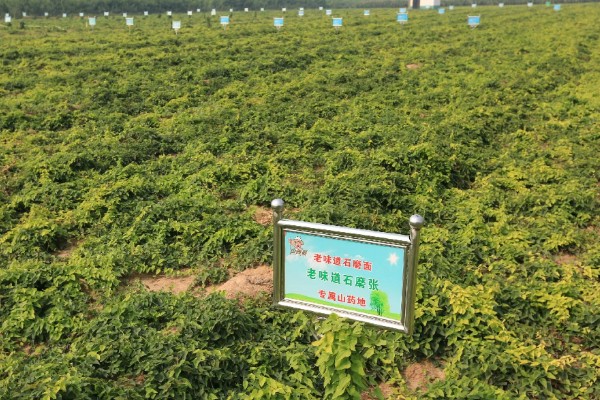 山药后期怎么管理，茎叶爬满时亩施尿素15-20公斤