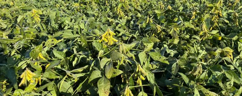 种大豆要不要施肥，种植前要施足基肥