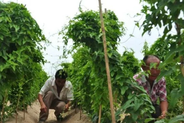 山药后期怎么管理，茎叶爬满时亩施尿素15-20公斤