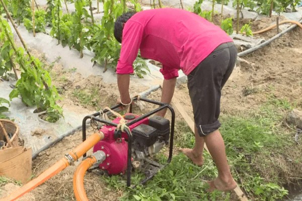 山药后期怎么管理，茎叶爬满时亩施尿素15-20公斤