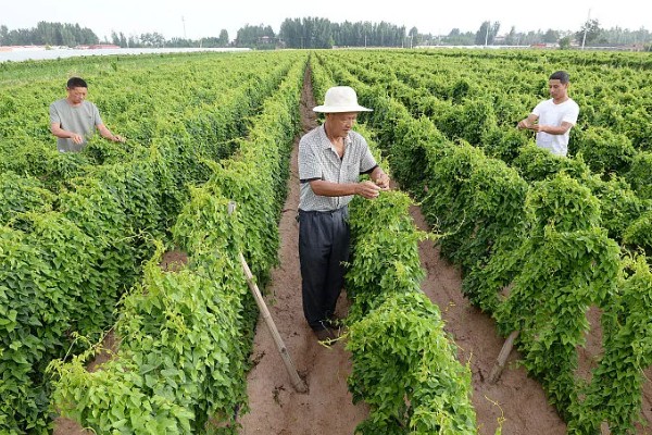 山药后期怎么管理，茎叶爬满时亩施尿素15-20公斤