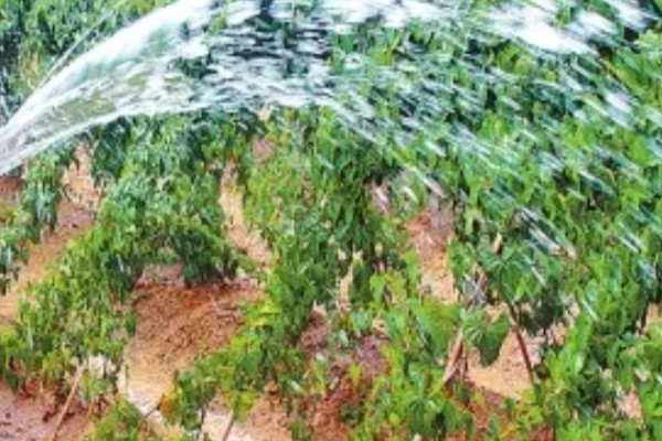 山药后期怎么管理，茎叶爬满时亩施尿素15-20公斤