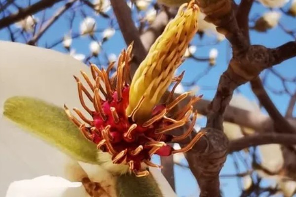 玉兰花的花蕊外观，呈黄绿色上面有很多花柱