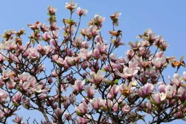 玉兰花的花蕊外观，呈黄绿色上面有很多花柱