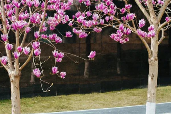 玉兰花的花蕊外观，呈黄绿色上面有很多花柱