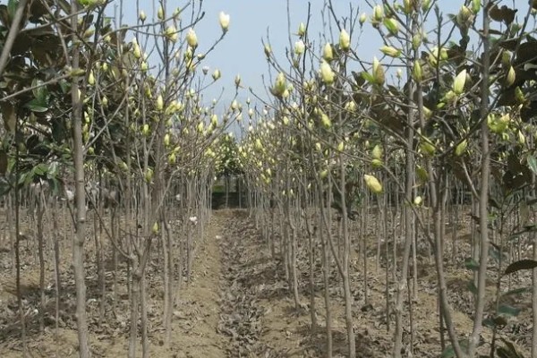 玉兰花的花蕊外观，呈黄绿色上面有很多花柱
