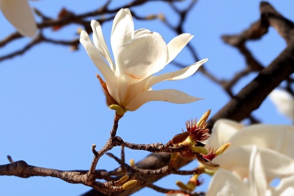 玉兰花的花蕊外观，呈黄绿色上面有很多花柱