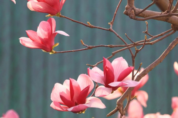 玉兰花的花蕊外观，呈黄绿色上面有很多花柱