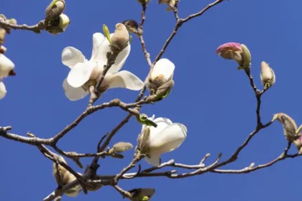 玉兰花的花蕊外观，呈黄绿色上面有很多花柱