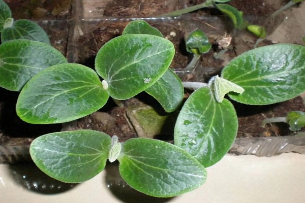 板栗南瓜的种植技术，育苗在每年春季的3月中旬