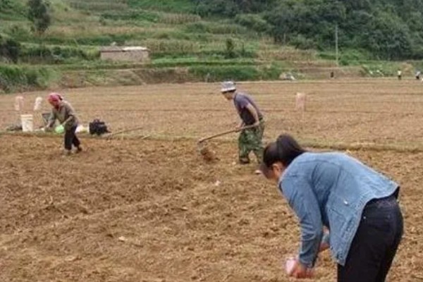 板栗南瓜的种植技术，育苗在每年春季的3月中旬