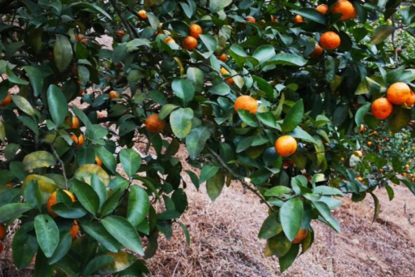 沙糖桔的耐寒温度，耐寒的温度为0°C左右