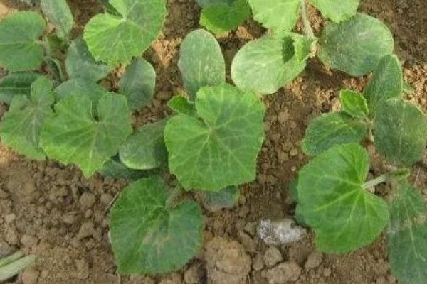 板栗南瓜的种植技术，育苗在每年春季的3月中旬