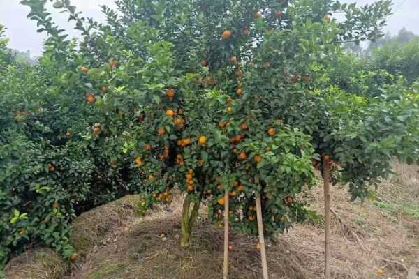 沙糖桔的耐寒温度，耐寒的温度为0°C左右