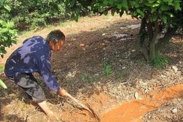 沙糖桔的耐寒温度，耐寒的温度为0°C左右