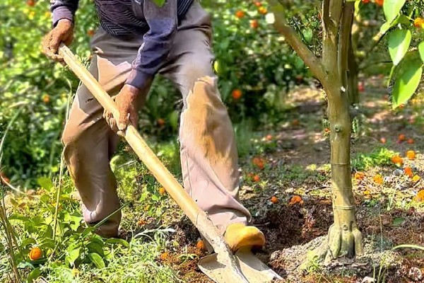 沙糖桔的耐寒温度，耐寒的温度为0°C左右