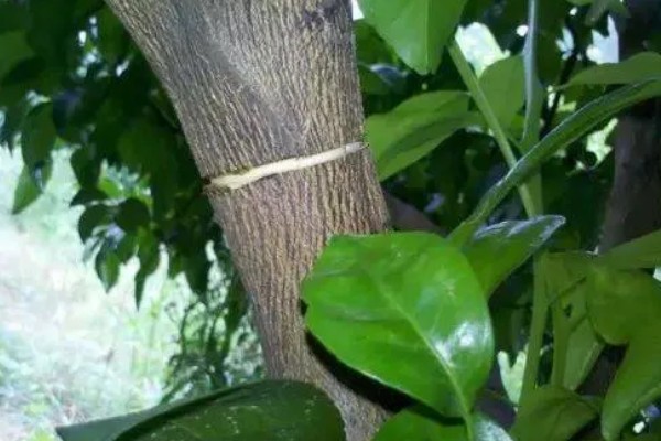 沙糖桔的耐寒温度，耐寒的温度为0°C左右