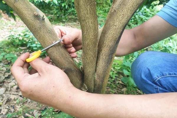 沙糖桔的耐寒温度，耐寒的温度为0°C左右
