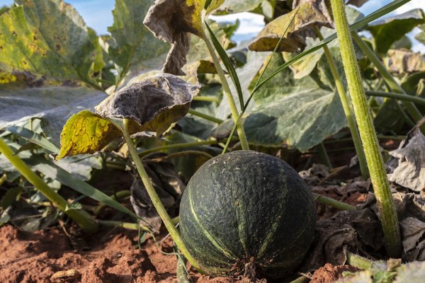 板栗南瓜的种植技术，育苗在每年春季的3月中旬
