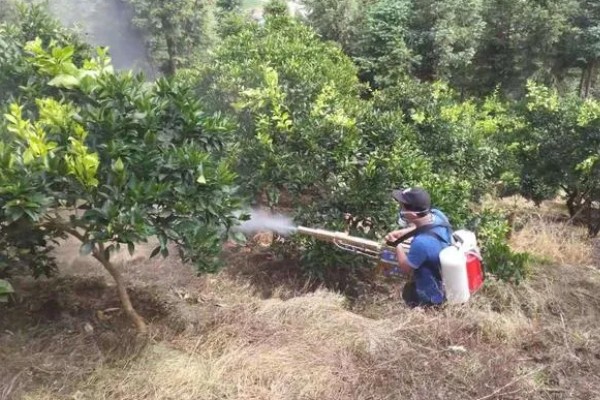 沙糖桔的耐寒温度，耐寒的温度为0°C左右