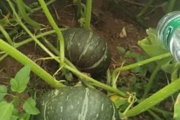 板栗南瓜的种植技术，育苗在每年春季的3月中旬