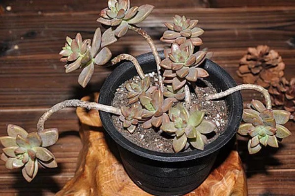 姬胧月的养殖方法，无需施加过多的肥料