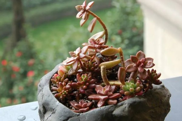 姬胧月的养殖方法，无需施加过多的肥料