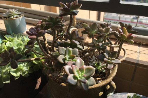 姬胧月的养殖方法，无需施加过多的肥料