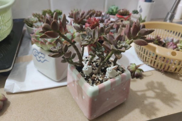 姬胧月的养殖方法，无需施加过多的肥料