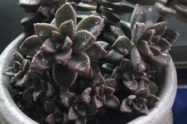 姬胧月的养殖方法，无需施加过多的肥料