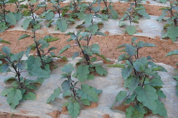 茄子死叶怎么办，严重时使用青枯灌点灵、大蒜油喷雾或灌根