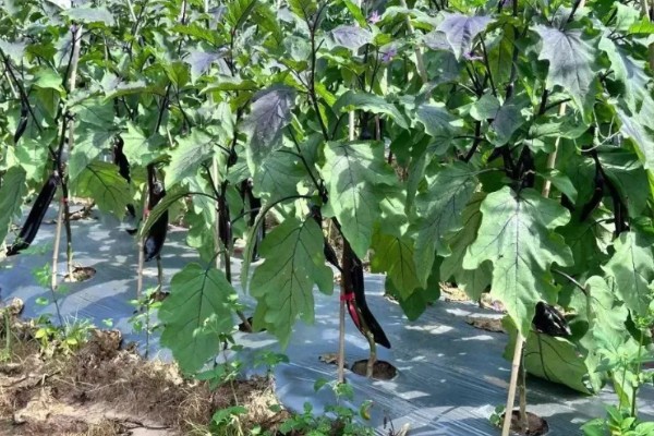 茄子死叶怎么办，严重时使用青枯灌点灵、大蒜油喷雾或灌根