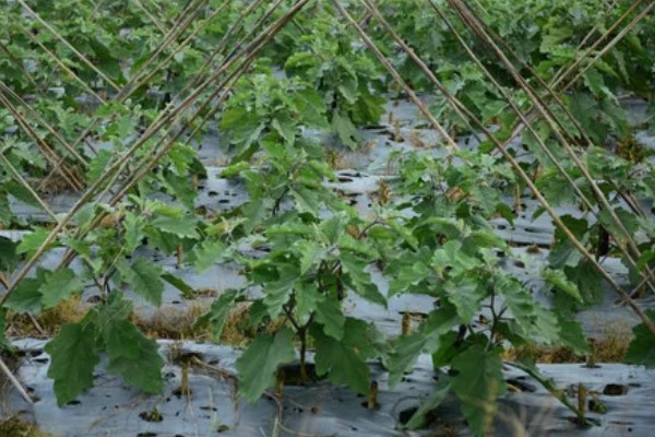 茄子死叶怎么办，严重时使用青枯灌点灵、大蒜油喷雾或灌根