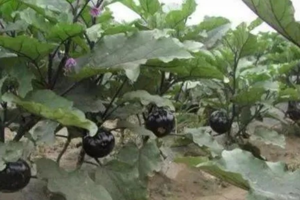 茄子死叶怎么办，严重时使用青枯灌点灵、大蒜油喷雾或灌根