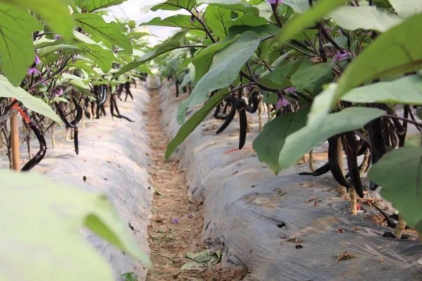 茄子死叶怎么办，严重时使用青枯灌点灵、大蒜油喷雾或灌根