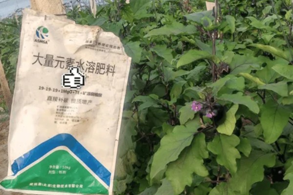 茄子死叶怎么办，严重时使用青枯灌点灵、大蒜油喷雾或灌根