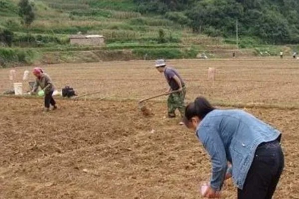 茄子死叶怎么办，严重时使用青枯灌点灵、大蒜油喷雾或灌根