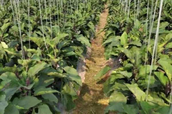 茄子死叶怎么办，严重时使用青枯灌点灵、大蒜油喷雾或灌根