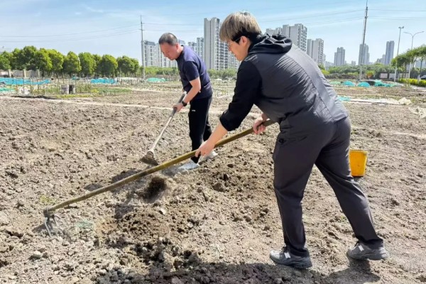 大棚土豆怎么种植,播种后要覆盖薄膜