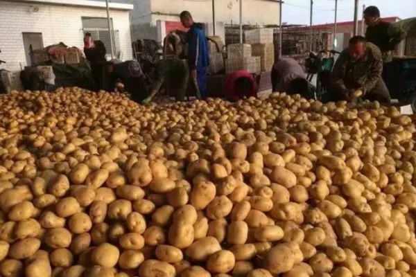 大棚土豆怎么种植,播种后要覆盖薄膜