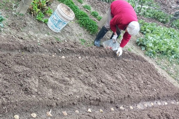 大棚土豆怎么种植,播种后要覆盖薄膜