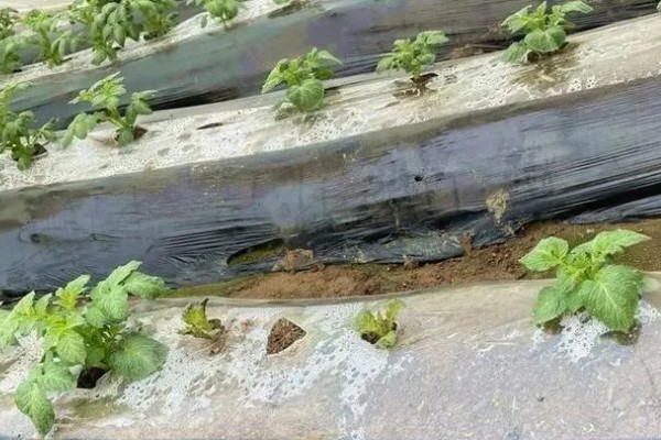 大棚土豆怎么种植,播种后要覆盖薄膜
