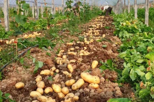 大棚土豆怎么种植,播种后要覆盖薄膜