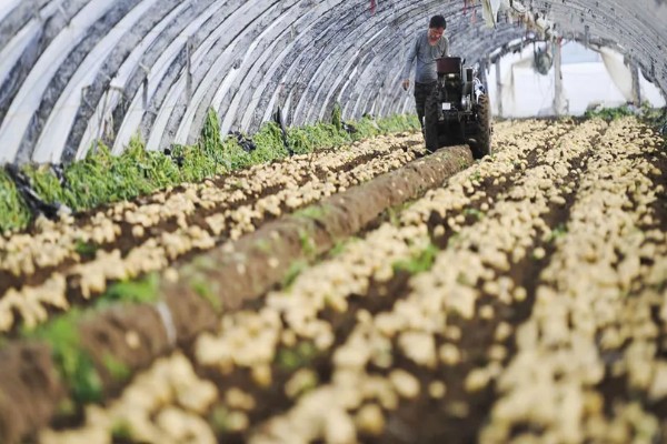 大棚土豆怎么种植,播种后要覆盖薄膜
