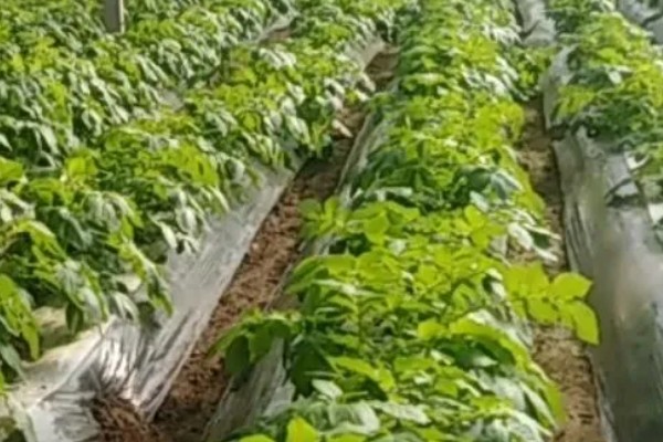大棚土豆怎么种植,播种后要覆盖薄膜