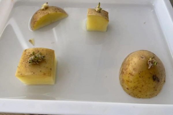 大棚土豆怎么种植,播种后要覆盖薄膜