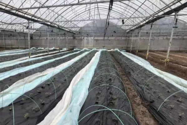 大棚土豆怎么种植,播种后要覆盖薄膜